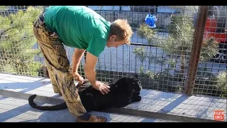 РЕДКОЕ ВИДЕО! Олег Зубков  в вольере с беременной  пантерой! In an aviary with a pregnant panther!