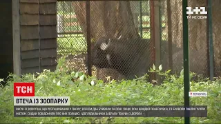 Новини України: підопічні тернопільського зоопарку влаштували собі нічну прогулянку з пригодами