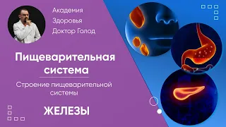 Железы пищеварительной системы - печень и поджелудочная железа. Их строение и функция.