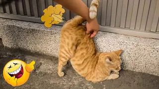 1 HOUR FUNNY CATS COMPILATION 2022 😂| The Best Funny Cat Videos!😸 😸