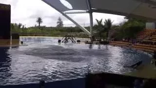 Loro Parque - Orca show