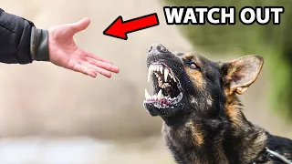 How Dogs "Sense” Bad People