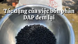 Tác dụng tuyệt vời khi bón phân DAP cho cây mai  // 17-4 âm lịch