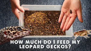 How Much & What I Feed My Leopard Gecko | UPDATED