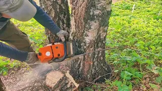 Валка Берёзы и смешные моменты