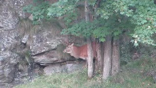 Red Stag hunting in the Calanca valley.