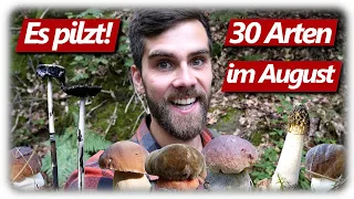 Pilze ohne Ende | Steinpilze, Rotkappen, Pfifferlinge & mehr | 30 Arten im Wald