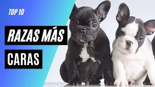 Top 10 Razas de Perros mas Caros del Mundo🐩【2023】