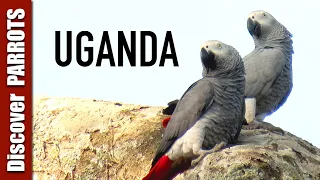 Wild Parrots of Uganda | Discover PARROTS