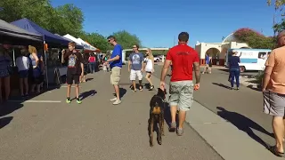 Tank aggressive 7 mo Doberman Best Arizona Dog Trainers