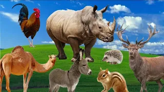 Wild animal sounds with Names : Rhino, cerf, squirrel, donkey, rooster,.../ animal moments