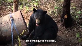 Angler  Hunter Television - Ontario Spring Bear Hunt