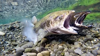 Chinook Salmon Spawning Act3 May 2016