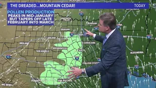 DFW weather: Looking at pollen counts, including the dreaded mountain cedar