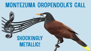 The Montezuma Oropendola's Call - Shockingly Metallic!