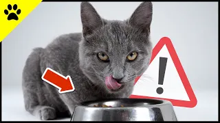 6 Important Things You Ignore DAILY About Your Cat 🔥