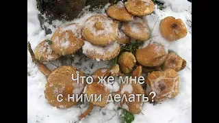 Опята на снегу ! Удачный поход за грибами ! Тихая охота. Грибной сезон продолжается Беларусь