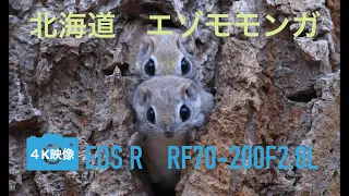 《4K》エゾモモンガ　北海道 道東 オホーツク 4K映像　EOSR RF70-200