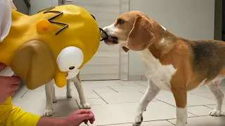 Beagles vs Homer Simpson Prank : Funny Beagles Louie & Marie