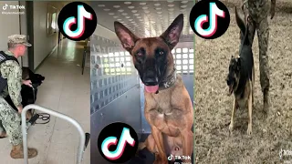 Amazing Military K9 TikTok compilation 2021