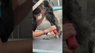 Schnauzer Puppy First Bath and Haircut