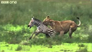 - HD Lioness Hunts Zebra - Natures Great Ev.flv