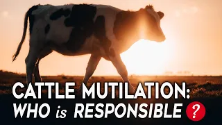 Cattle Mutilation: Who is responsible? #cattlemutilation #alien #alternatehistory #aliens