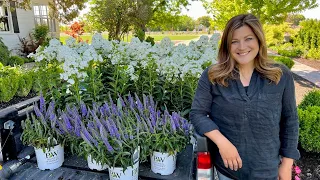 Planting Colorful Perennial Phlox & Veronica! 💜🤍💚 // Garden Answer