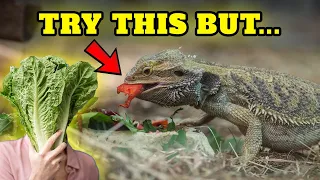 Vegetables for bearded dragon, what you should know