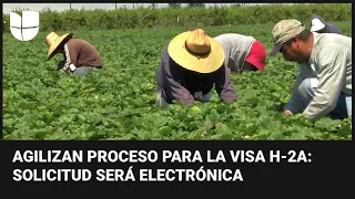 EEUU agiliza el proceso para adquirir la visa H-2A para trabajadores agrícolas temporales