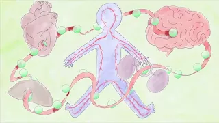 Что происходит с препаратом в нашем организме? Селин Валери #TED-Ed | TED Ed на русском