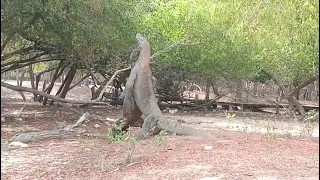 Fighting!!!!! These two male Komodo Dragons meet at the beach and fight. #komodofight #fighting