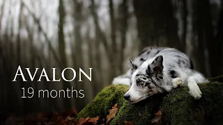 Avalon - Border Collie | 19 months