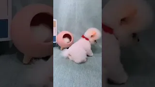 Mini Pomeranian Dog - Funny And Cute  Pomeranian Videos | Funny Puppy Videos #37 #shorts