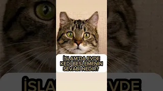 İslam'da evde kedi beslemenin sevabı nedir? #hayvan #tiktok #kesfet #kesfetteyiz #dini #kedi #cat