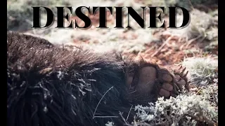 DESTINED- Giant Black Bear Down!