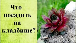 Что посадить на кладбище?