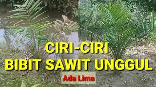 #bibitsawit#kelapasawit    ciri-ciri bibit sawit unggul