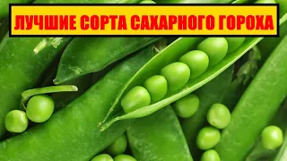 ЛУЧШИЕ СОРТА САХАРНОГО ГОРОХА || любимые сорта гороха