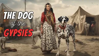 Dalmatian Facts: Why Did Gypsies Love These Dogs?