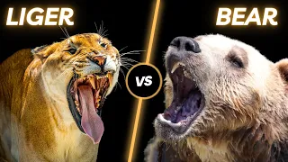 Liger vs Grolar Bear: Who Will Win a Fight?