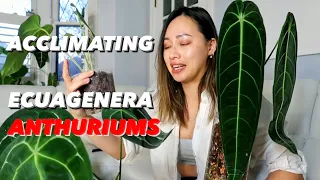 ACCLIMATING ECUAGENERA ANTHURIUMS | MADE EASY