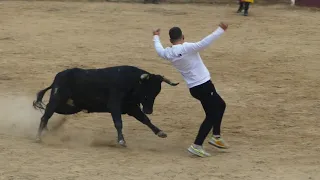 Suelta de vaquillas con algún susto en Estella/Lizarra