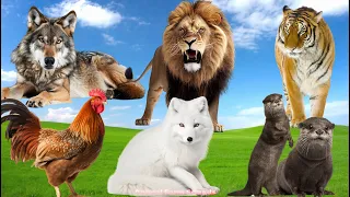 Bustling Animal World Sounds Around Us: Fox, Wolf, Otter, Lion, Antelope, Tiger  - Animal moments