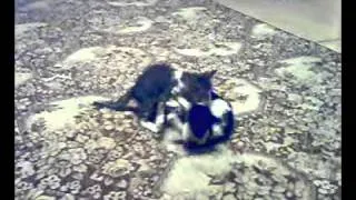 Cats fight,Драка котят