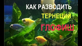 Разведение ТЕРНЕЦИЙ ГЛОФИШ. Личный опыт.