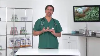 Your Puppy's First Visit to the Vet - VetVid Episode 002