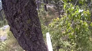 Falling Fir Tree with the Advanced Wedge