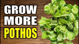 Best WAYS to Propagate Pothos