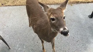 My Pet Deer Having a Snack